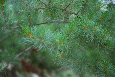 Pinus parviflora - borovice drobnokvětá - větve a šišky